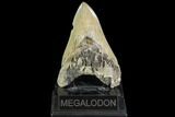 Serrated, Fossil Megalodon Tooth - Battery Creek, SC #104989-1
